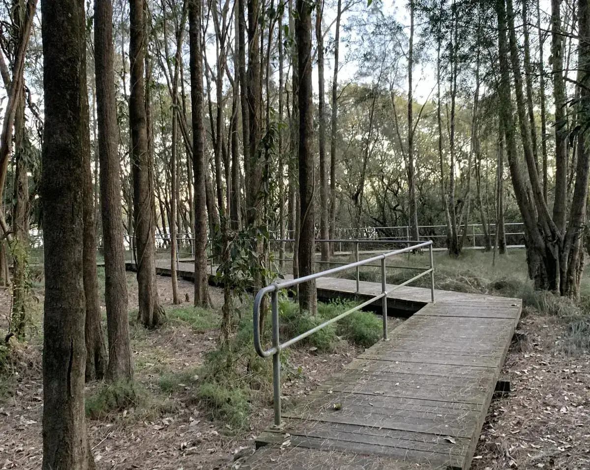 Adcock Park Mangroves near West Gosford, NSW