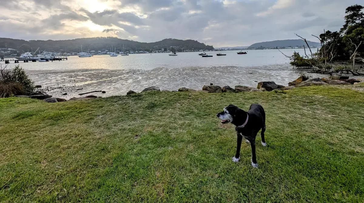 Hardys Bay Foreshore Dog Walk near Wagstaffe, NSW