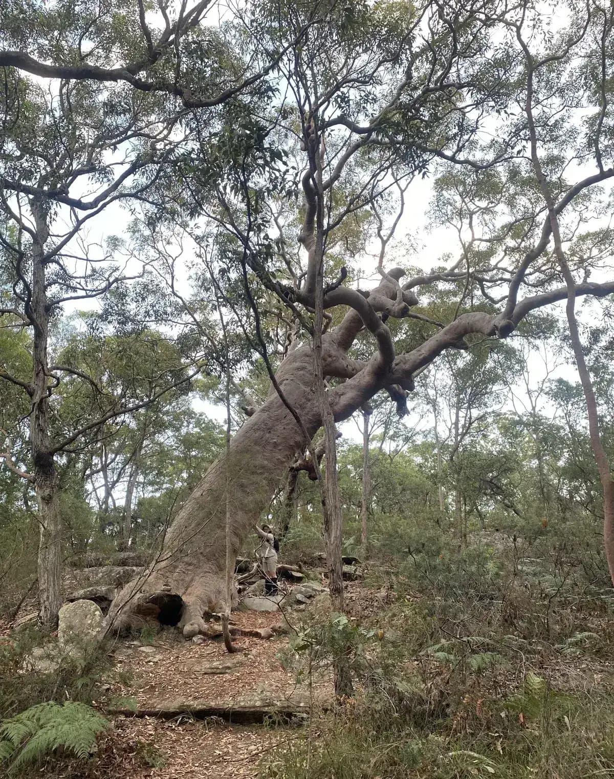 Lyre Trig, Heiroglyphs and Guardian Tree Loop near Tascott, NSW