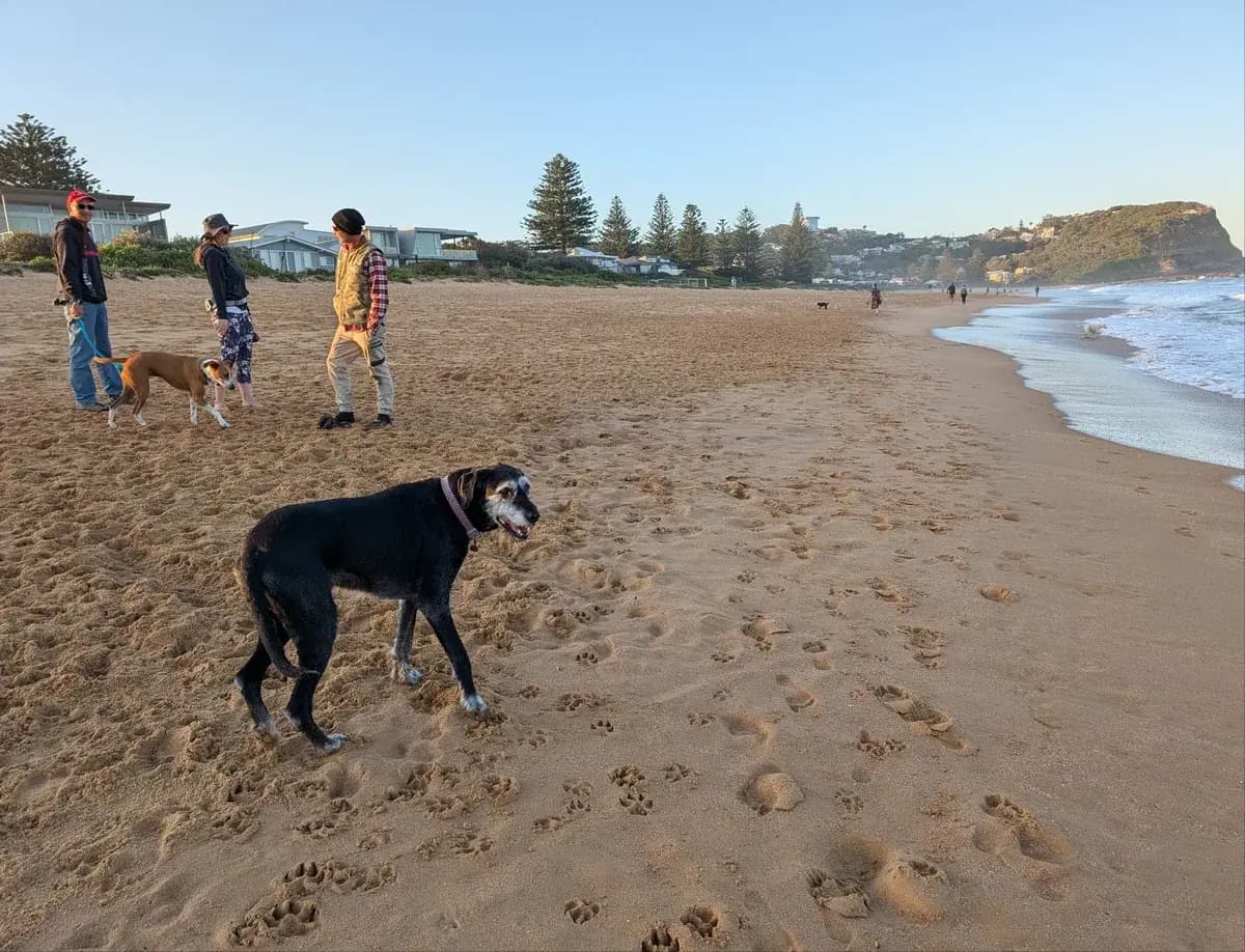 North Avoca Dog Walk near North Avoca, NSW