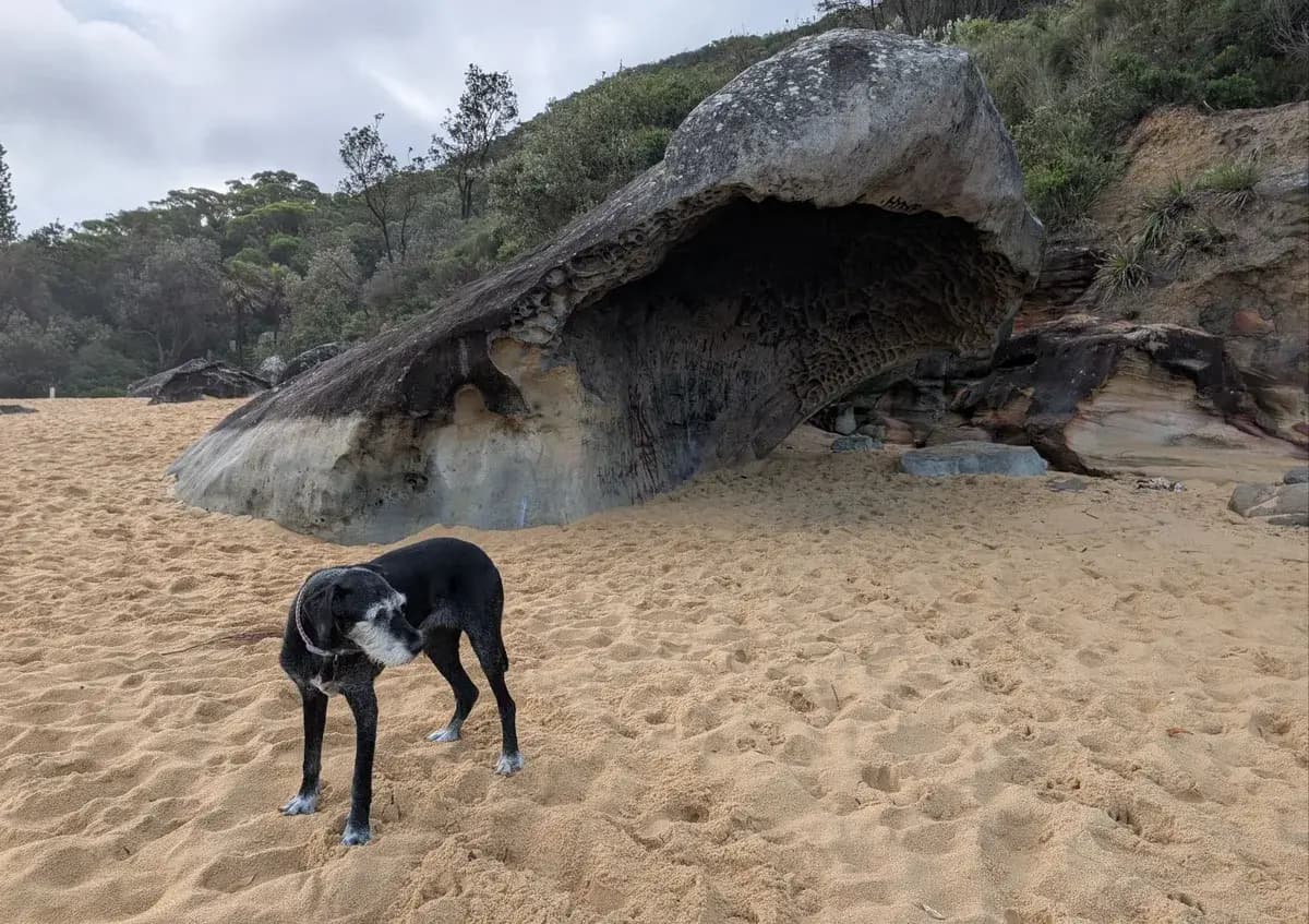 Pearl Beach Dog Walk near Pearl Beach, NSW