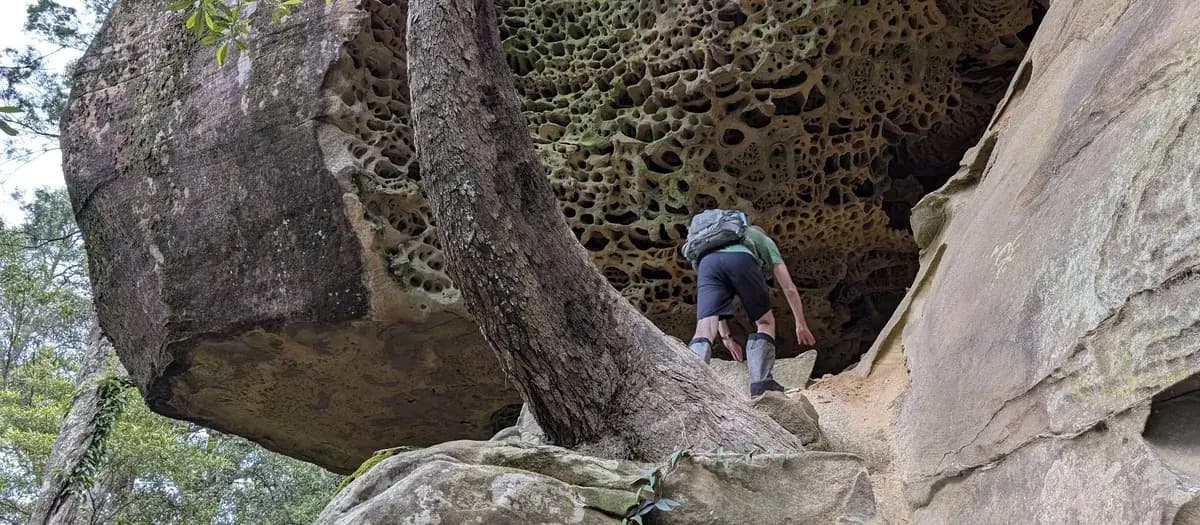 Ritcher's Cave Short Walk near Yarramalong, NSW