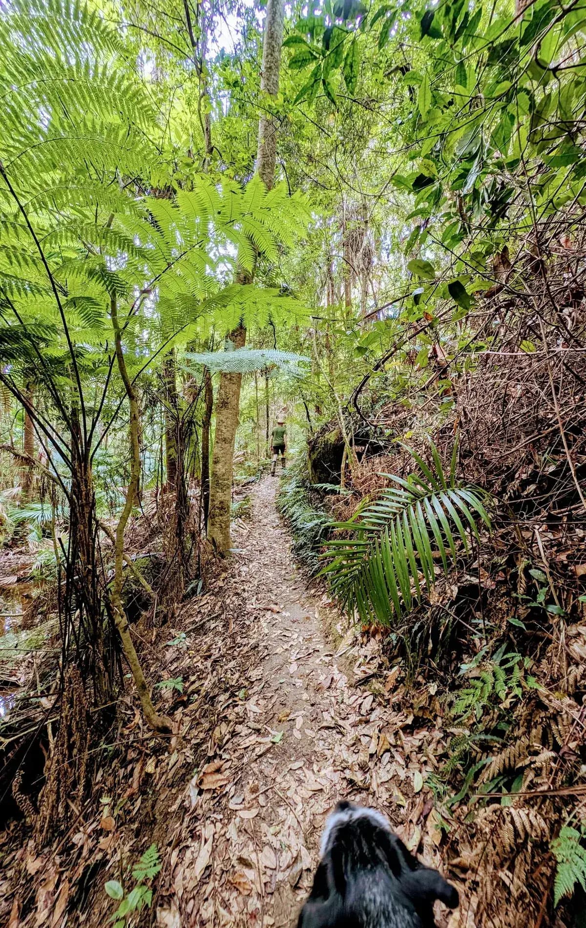 Strickland Arboretum Loop near Narara, NSW