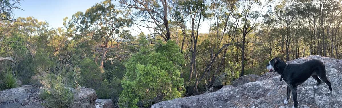 Strickland Cabbage Tree Tack near Niagara Park, NSW