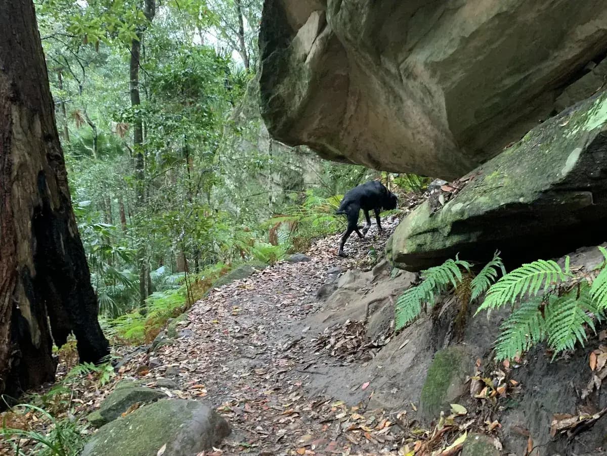 Strickland Falls near Niagara Park, NSW