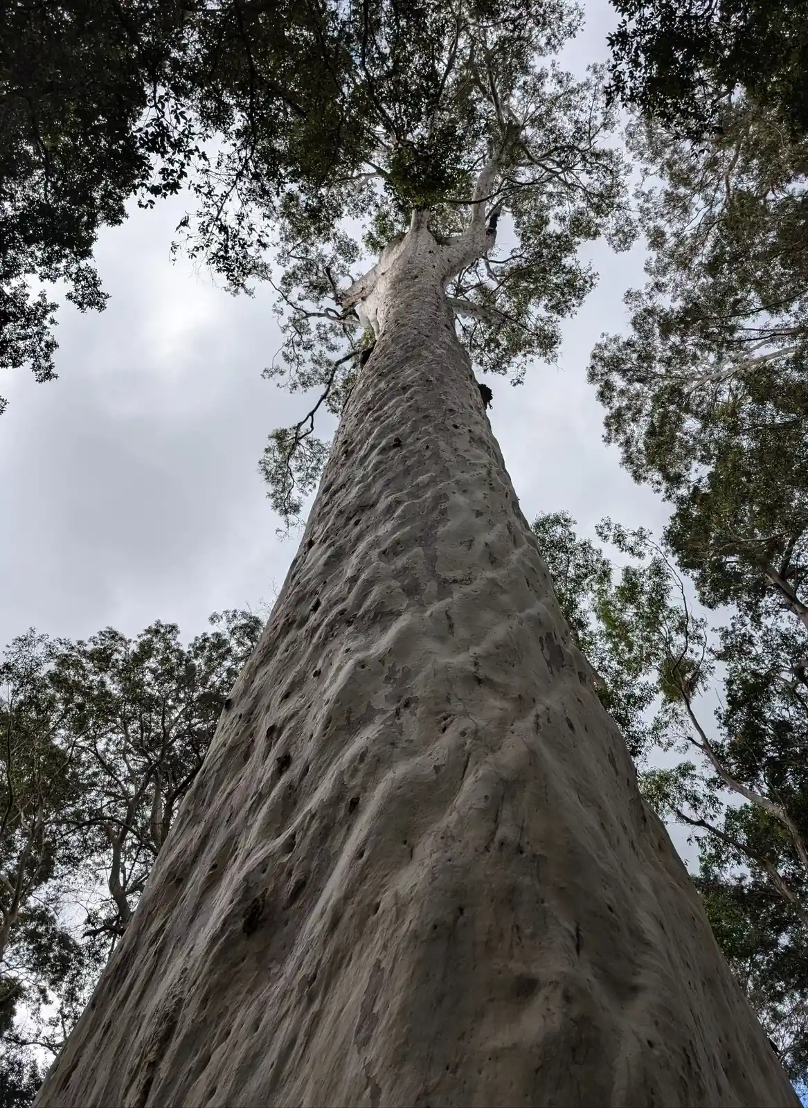 Big Blotchly - photo 9