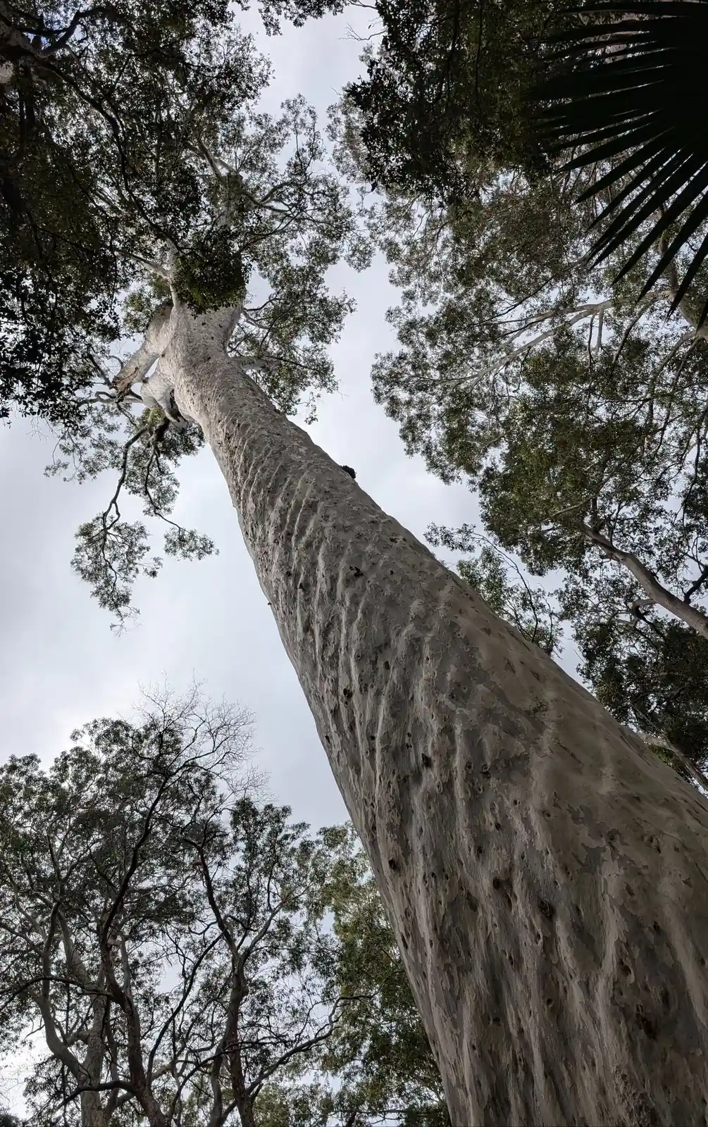 Big Blotchly - photo 2
