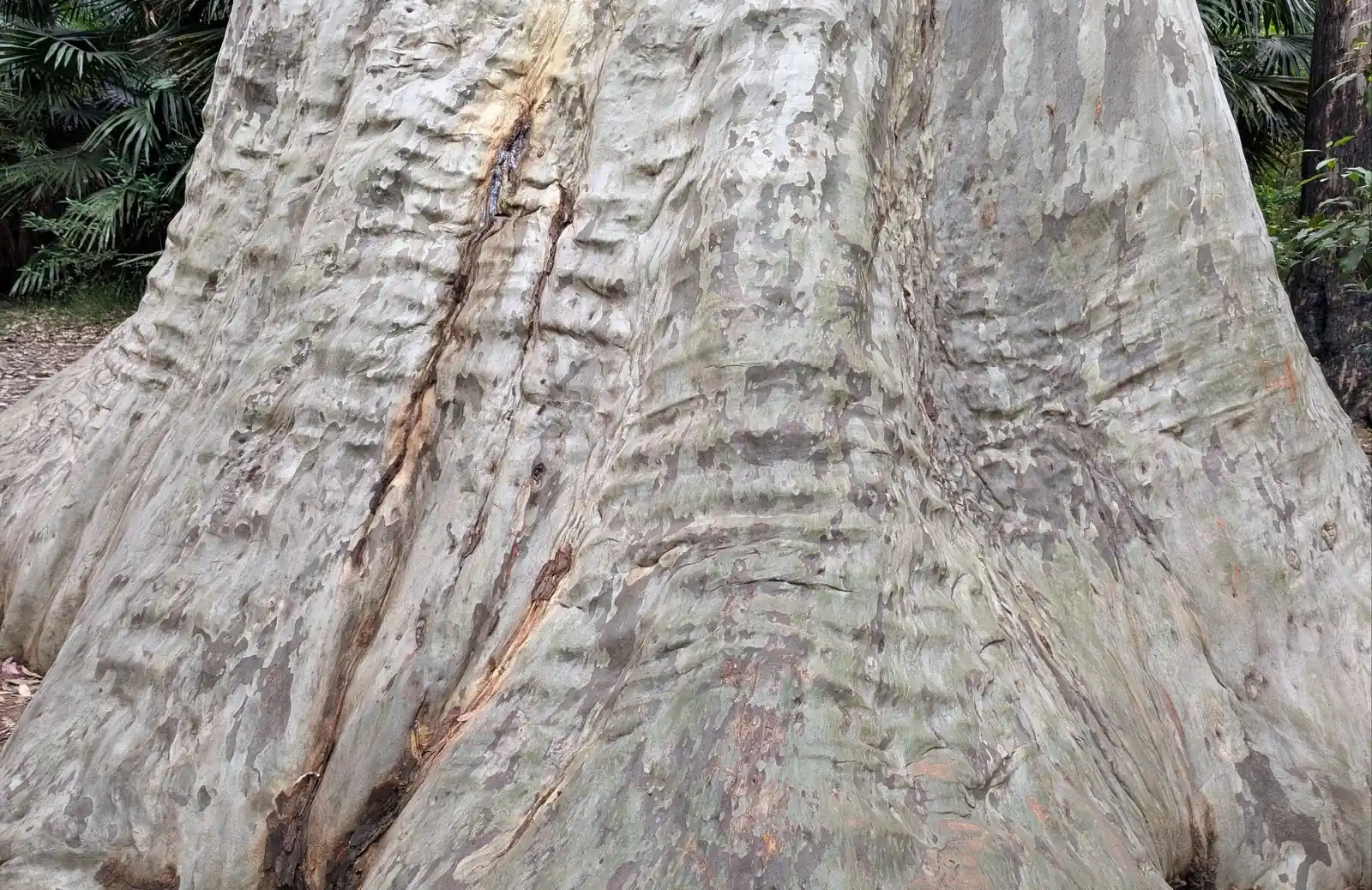 Big Blotchly - photo 5