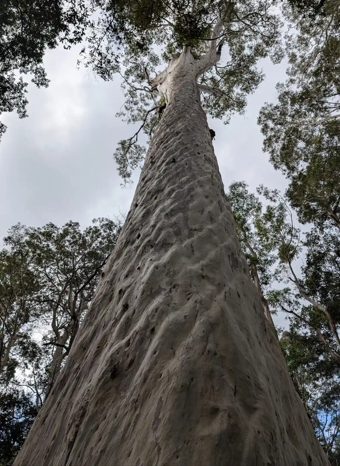 Big Blotchly - photo 7