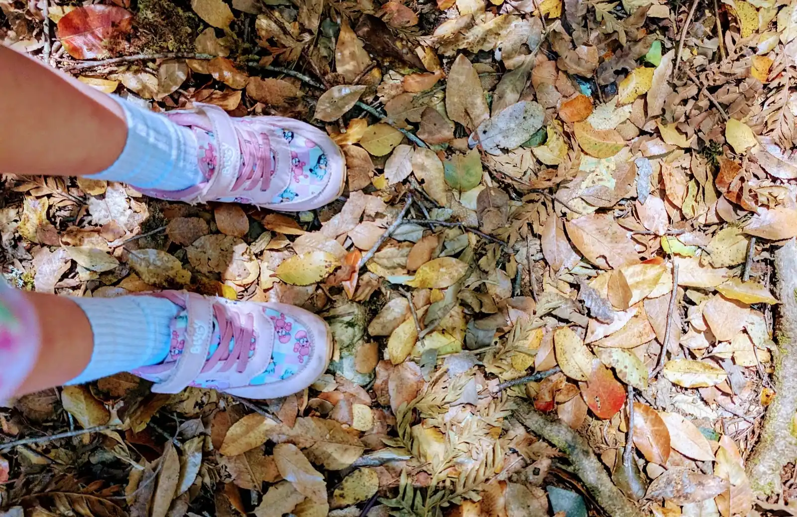 Photo of a kids legs and leaves taken by a kid on a hike