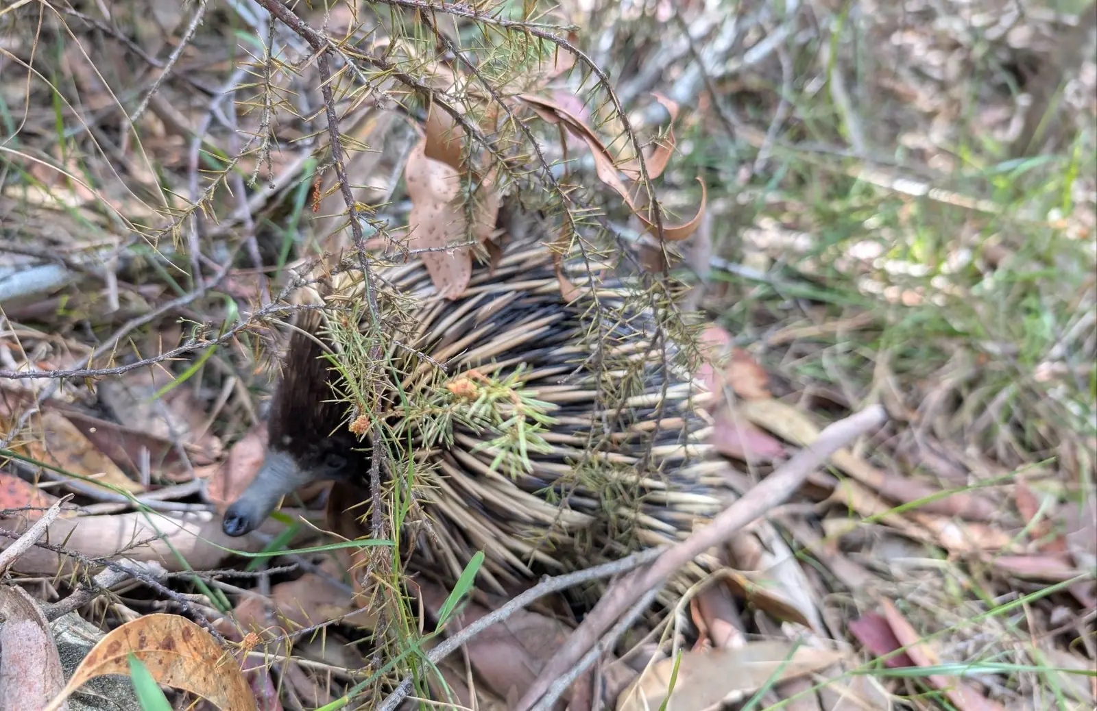 echidna in the bush