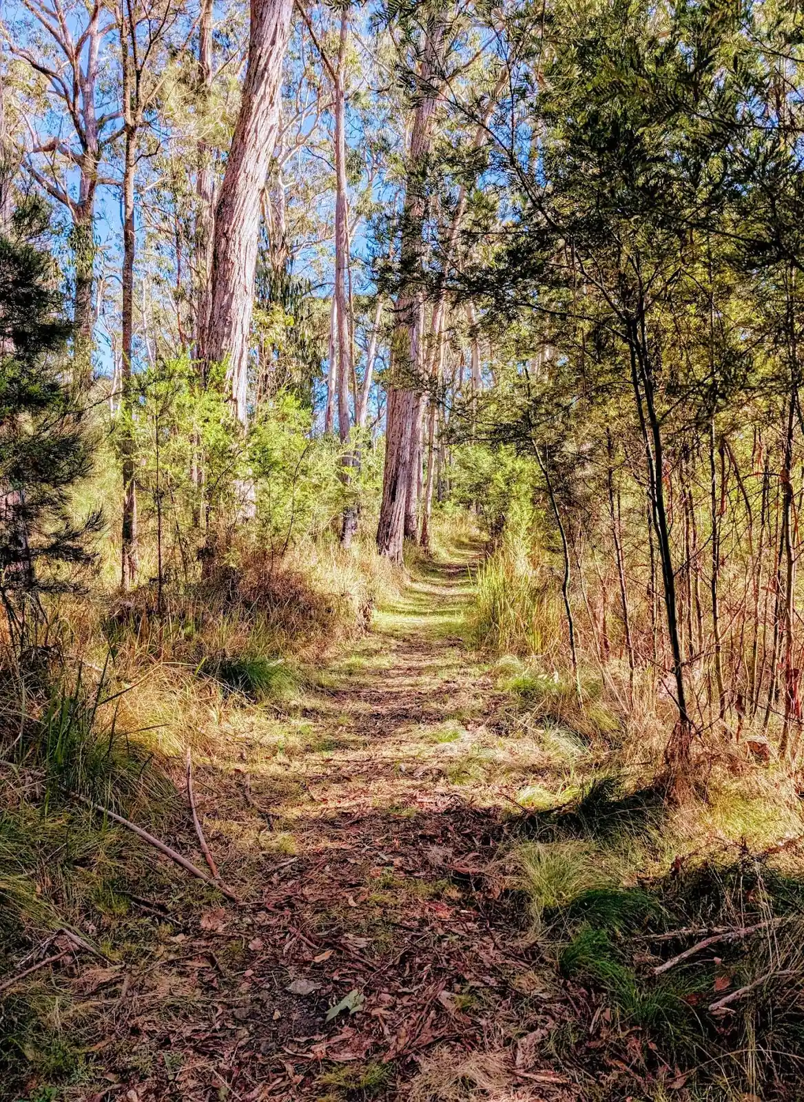 Lucifers Thumb via Escarpment Track and Jordan's Track Loop - photo 10