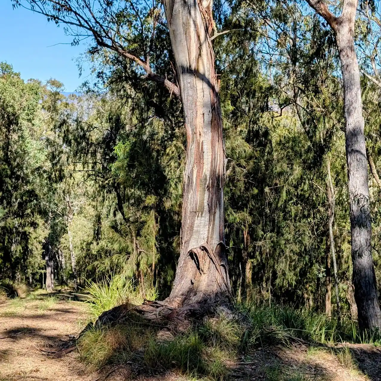 Lucifers Thumb via Escarpment Track and Jordan's Track Loop - photo 13