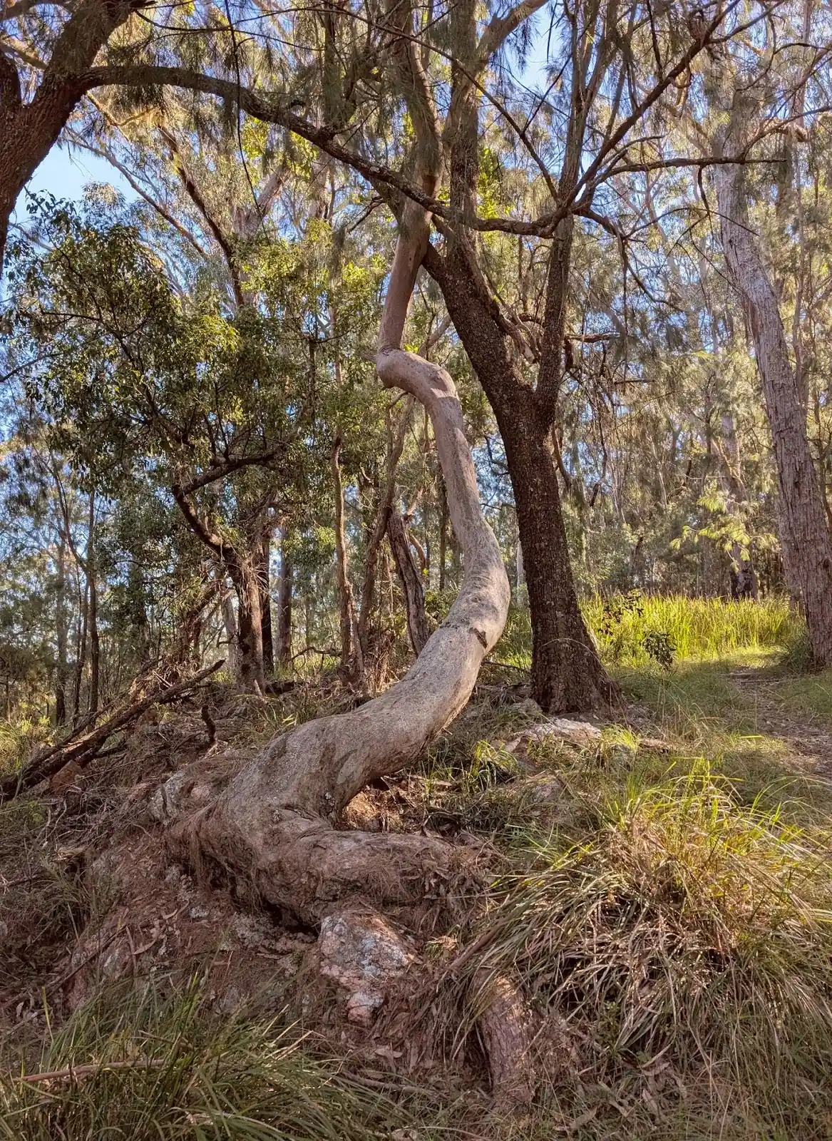 Lucifers Thumb via Escarpment Track and Jordan's Track Loop - photo 4