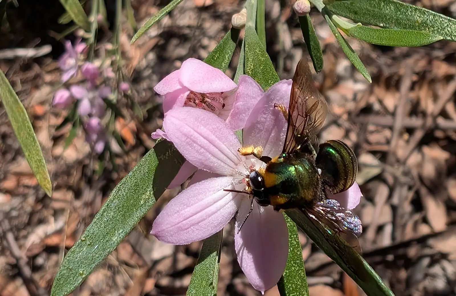 Muogamara - metallic Bee