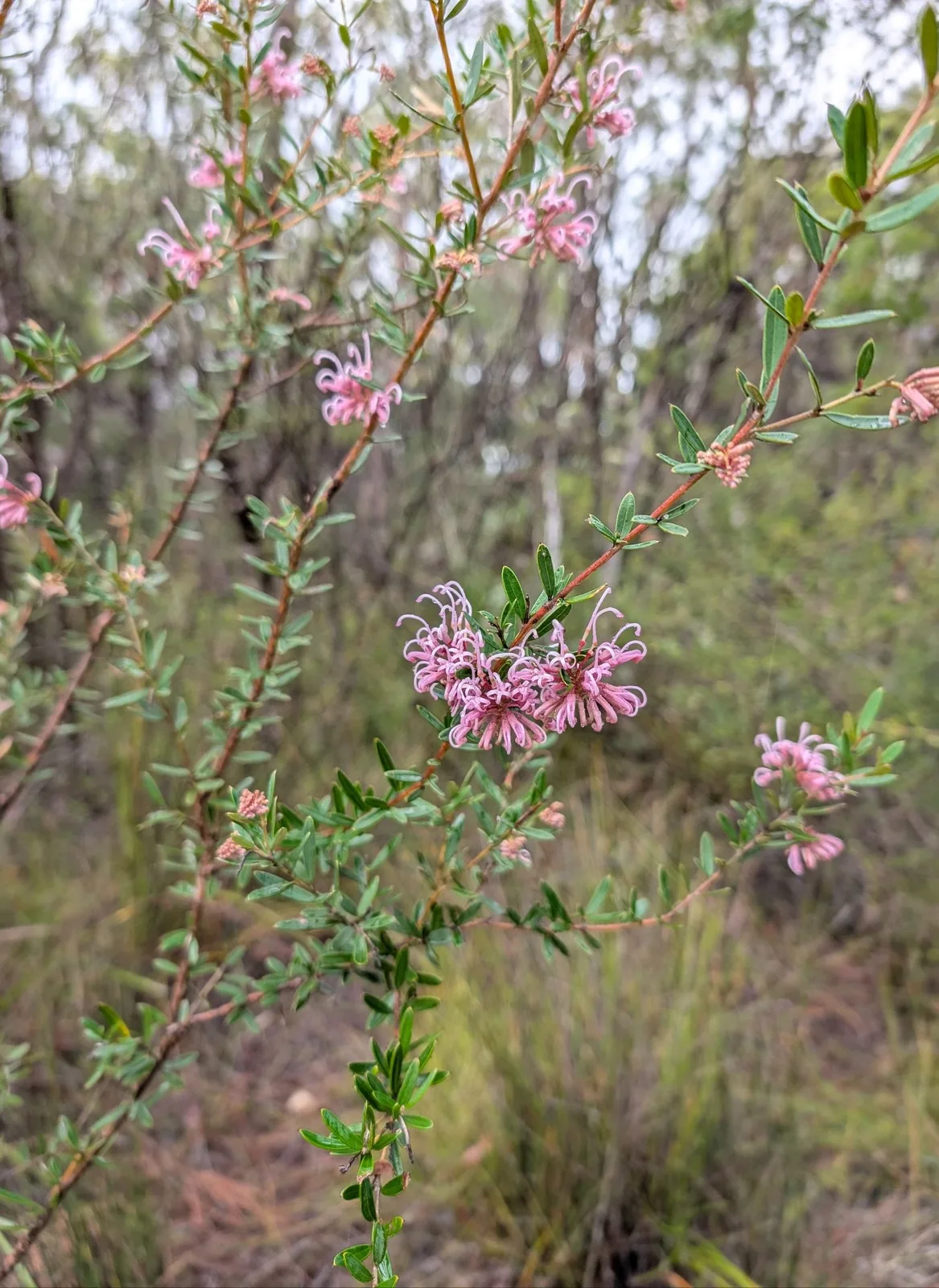 Muogamara Reserve - photo 29