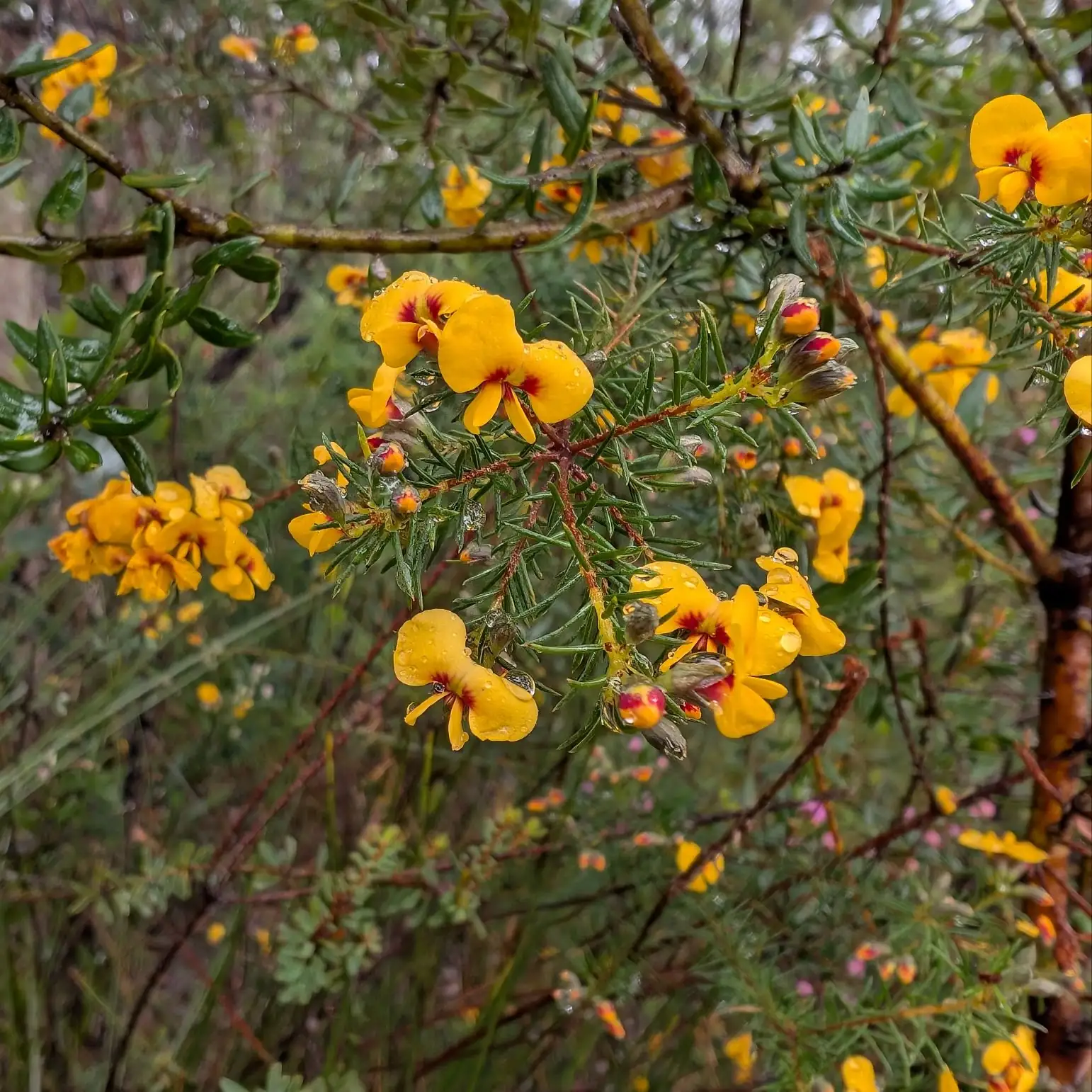 Muogamara Reserve - photo 35