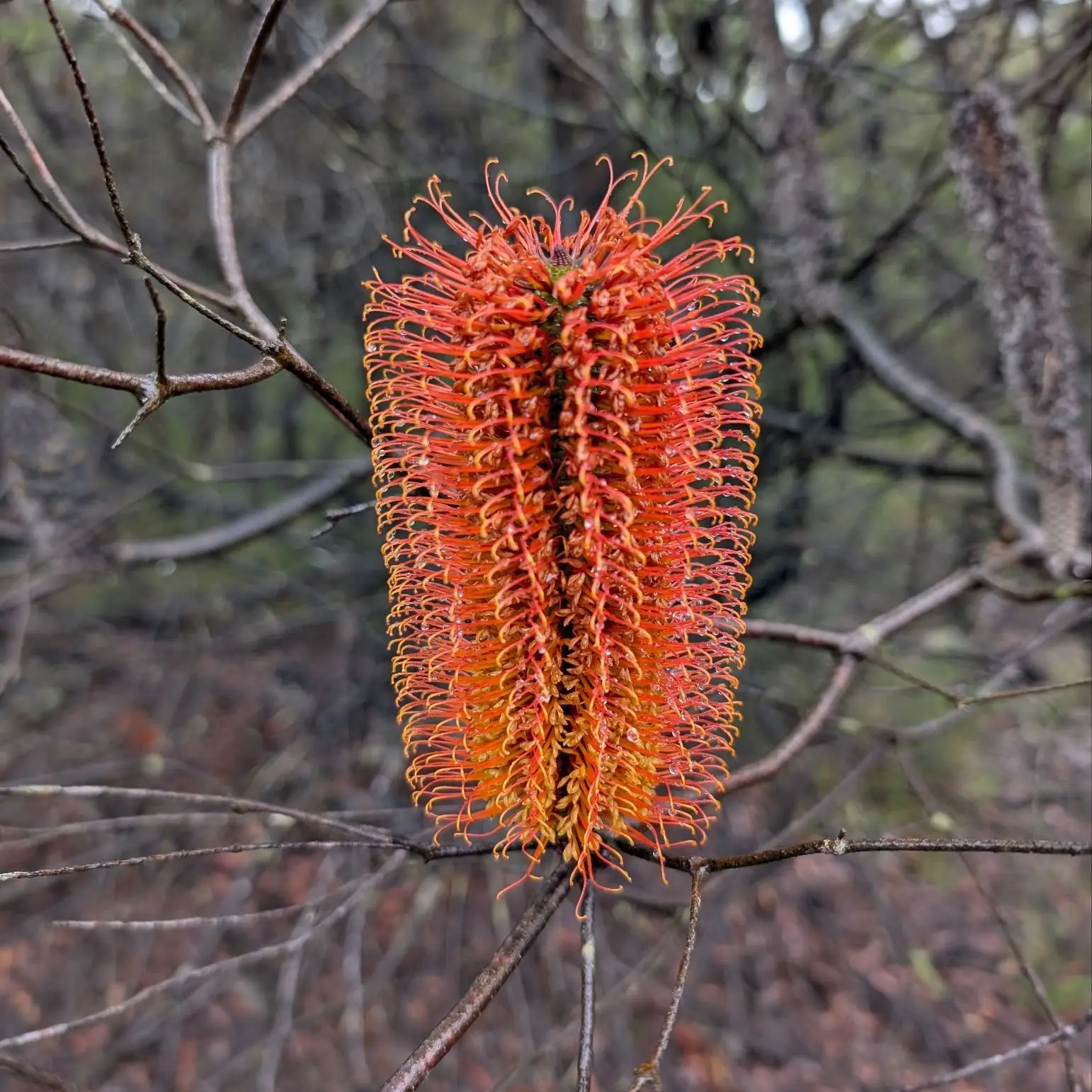 Muogamara Reserve - photo 36