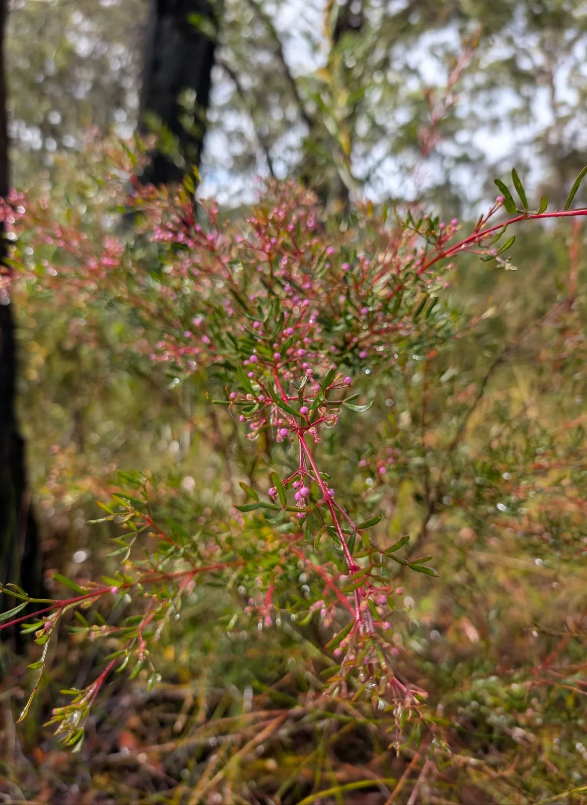 Muogamara Reserve - photo 38