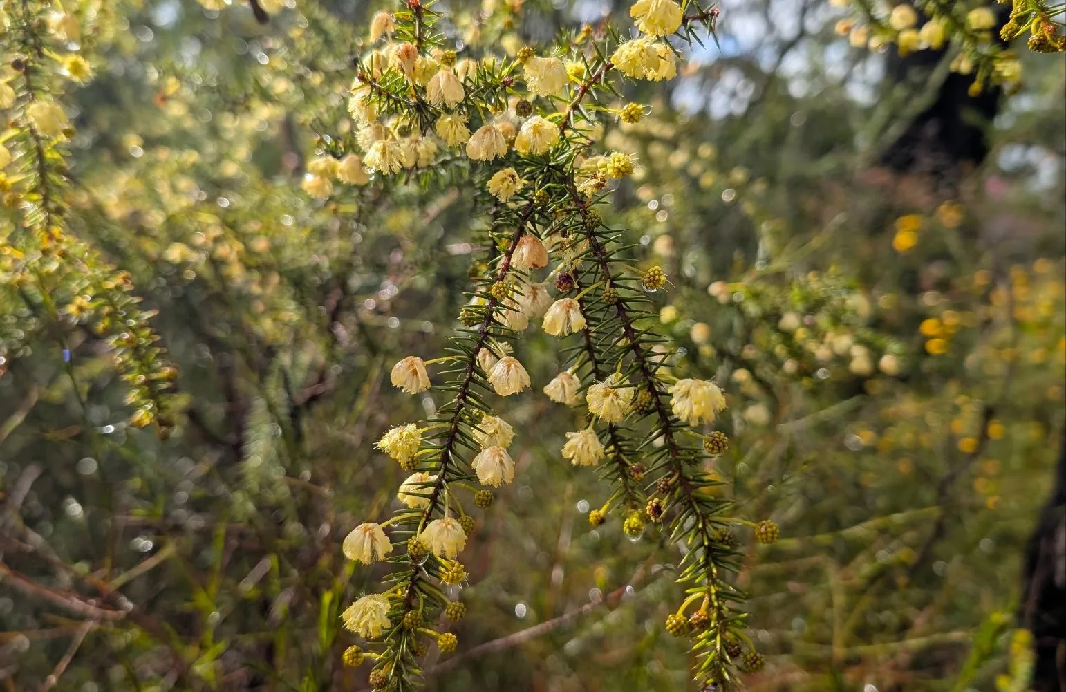 Muogamara Reserve - photo 39