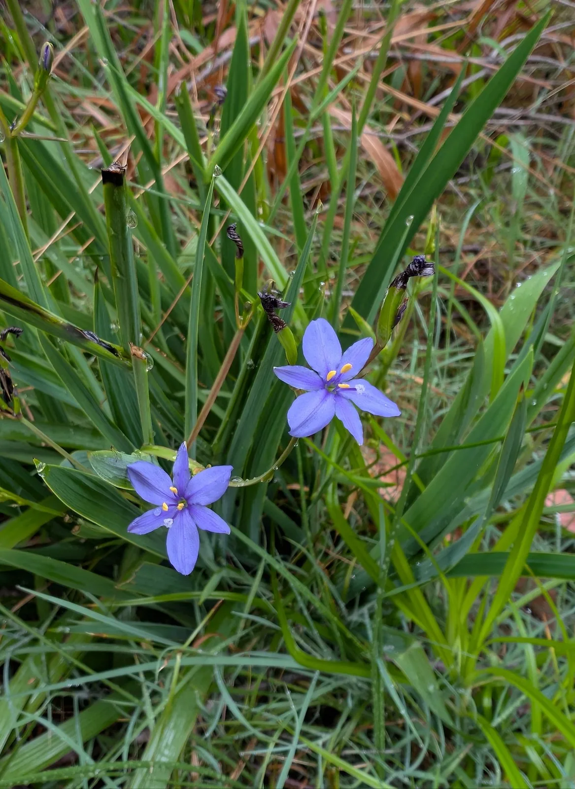 Slingsbys Trail - photo 17