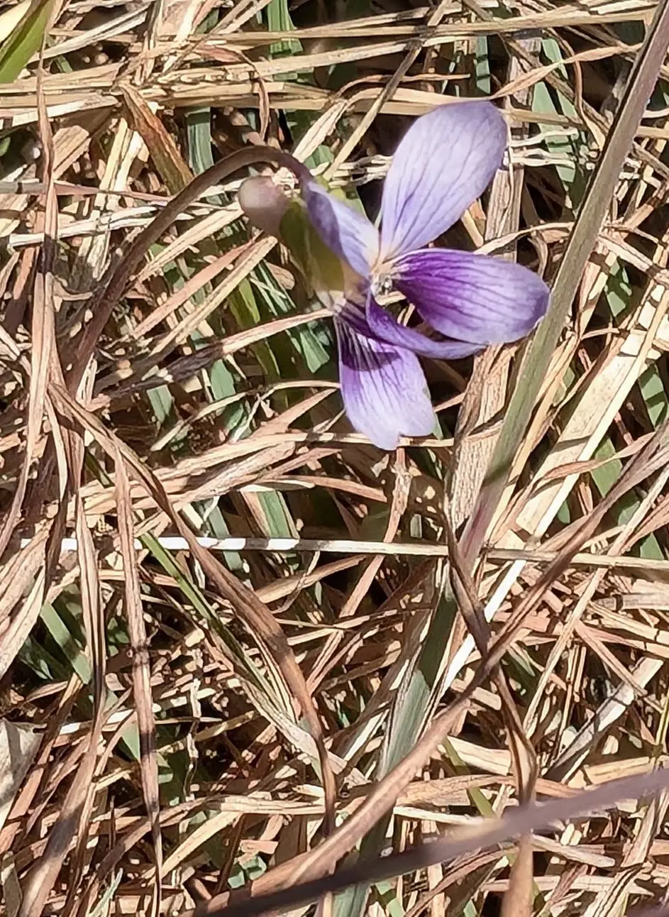 slingsbys trail flower