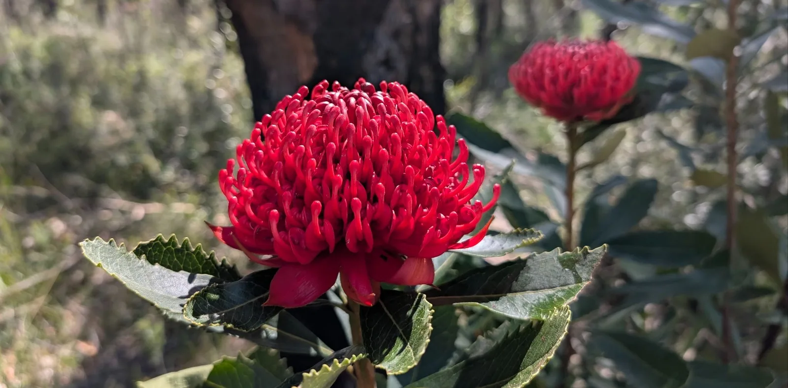 Warratahs on Warra Trig Road
