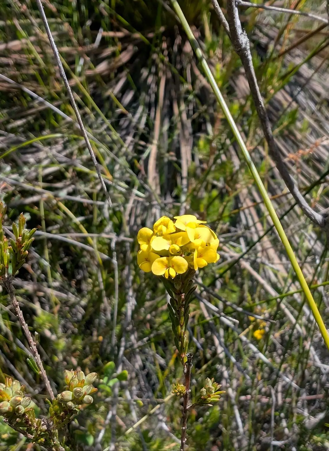 Warra Trig - photo 13