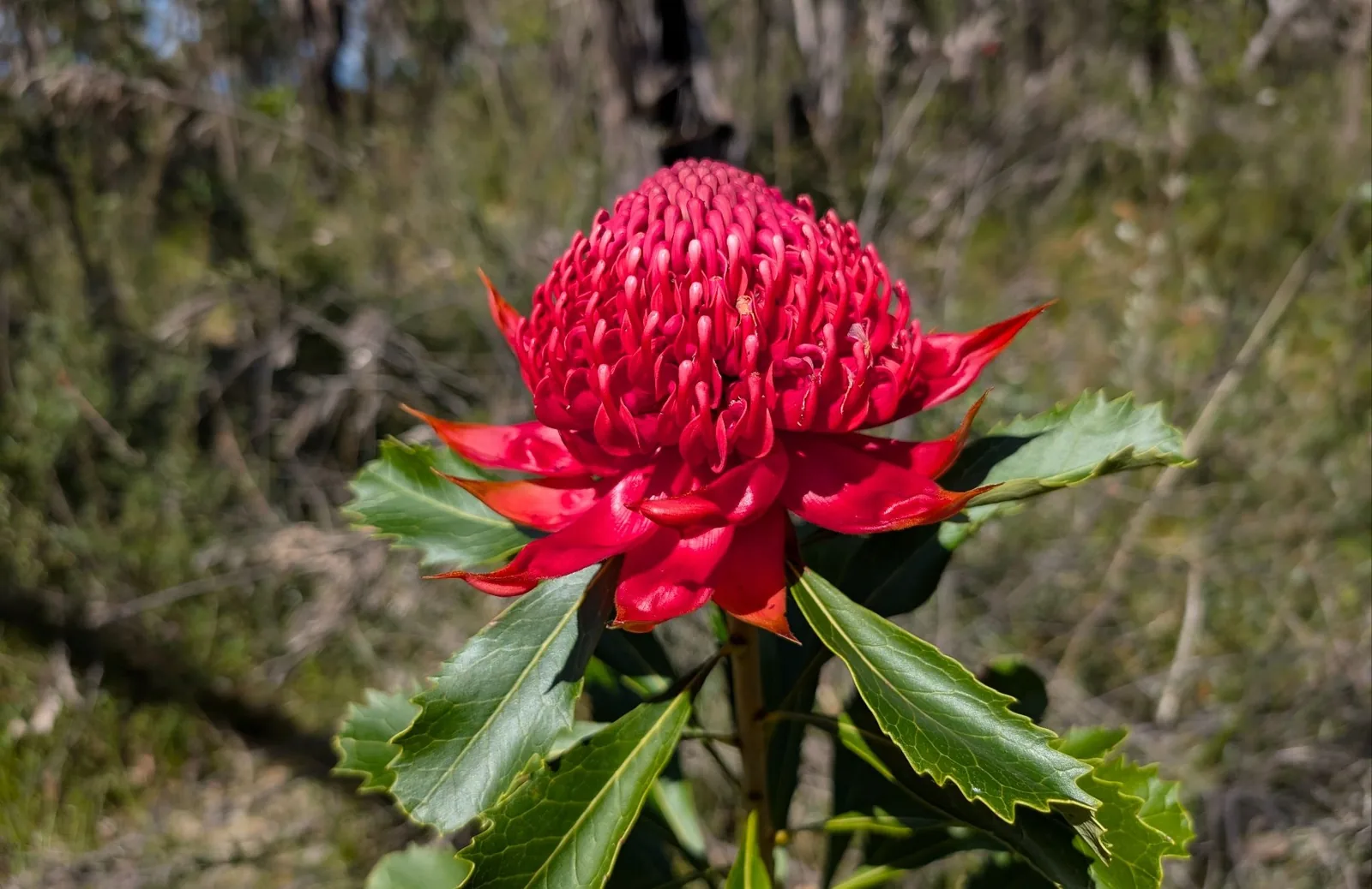 Warra Trig - photo 8